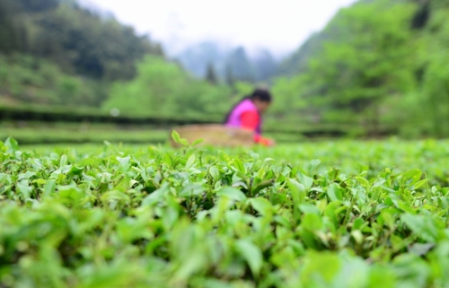 　　4月27日，柳溪村的村民在村內(nèi)的茶園采茶。