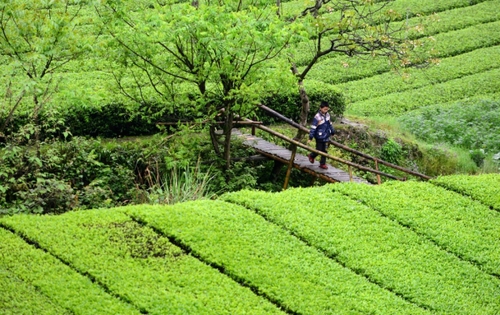 　　4月27日，一名男孩走在麻柳溪村的木橋上。