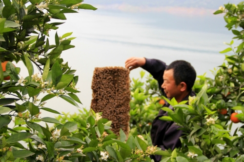 4月29日，三峽庫(kù)區(qū)湖北秭歸縣泄灘鄉(xiāng)陳家灣村五組村民陳宗紅在柑橘園里放養(yǎng)蜜蜂。