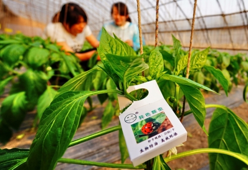 北京延慶縣的蔬菜種植專業(yè)合作社的農(nóng)民在應(yīng)用天敵昆蟲技術(shù)的大棚內(nèi)工作（5月2日攝）。