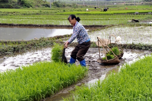 5月5日，廣西羅城縣四把鎮(zhèn)新印村村民在起秧苗，準(zhǔn)備插田。