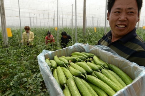 5月13日，在河北花香畦生態(tài)農(nóng)業(yè)科技有限公司有機(jī)蔬菜農(nóng)場(chǎng)雙膜溫室大棚內(nèi)，工作人員在采摘有機(jī)黃瓜。