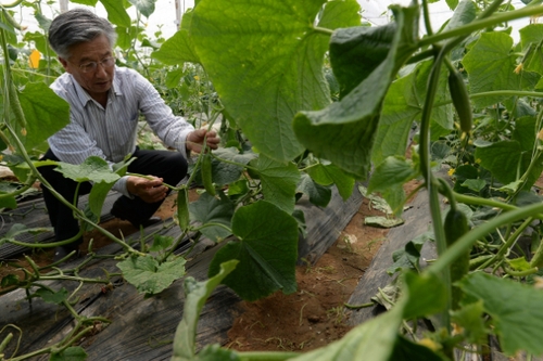 5月13日，在河北花香畦生態(tài)農(nóng)業(yè)科技有限公司有機(jī)蔬菜農(nóng)場(chǎng)雙膜溫室大棚內(nèi)，河北省農(nóng)協(xié)有機(jī)專業(yè)委員會(huì)專家在檢查有機(jī)黃瓜長(zhǎng)勢(shì)。