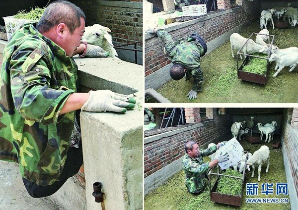 圖片故事：河北“無(wú)腿硬漢”辦養(yǎng)殖場(chǎng)創(chuàng)業(yè)致富