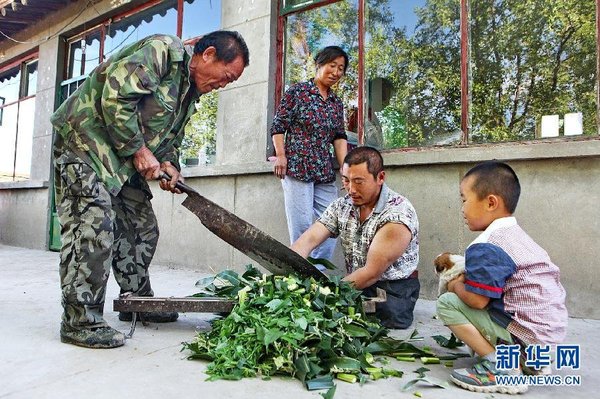 　7月14日，王曉兵（右二）和父親一起給羊鍘草。