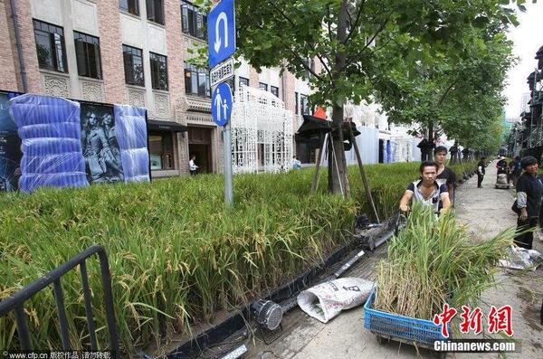 2014年9月14日，地處上海外灘源的圓明園路被布置成了一片“水稻田”，長2、3百米、寬7、8米“水稻田”基本覆蓋了整條馬路。