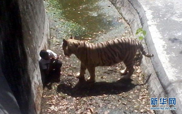 一名游客手機(jī)拍攝的照片顯示，9月23日，在印度新德里動物園，跳入老虎場地的男學(xué)生在角落里向老虎做出求饒的手勢。當(dāng)日，在印度新德里的動物園，一名男學(xué)生越過柵欄跳入老虎的場地后被老虎咬死。 新華社發(fā)
