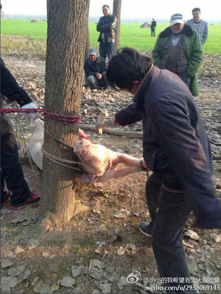 12日下午，記者采訪了市農(nóng)委畜牧獸醫(yī)處，一位工作人員表示，家養(yǎng)母豬咬死人的事件極為少見，出現(xiàn)這種極端情況，多為母豬待產(chǎn)、帶子或發(fā)情時期，和母豬自身的生理原因有較為密切的聯(lián)系。工作人員建議，如家養(yǎng)母豬處于上述時期，喂養(yǎng)人需有所防備，不要讓母豬感到威脅