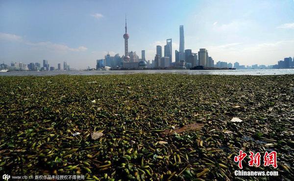 2014年11月19日，上海黃浦江退潮，外灘景觀水域近蘇州河段被大量水葫蘆幾乎占據