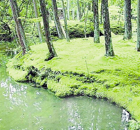 西湖邊試驗苔蘚鋪地-這里或將出現(xiàn)國內(nèi)首個苔蘚公園2