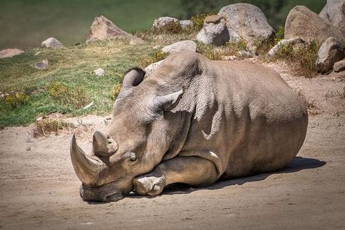 美國加州圣地亞哥動物園的一只北方白犀牛因高齡而死亡，使得世界上碩果僅存的北方白犀牛只剩下5只，瀕臨絕種。