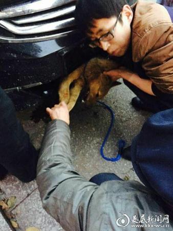 圖為車主救助被撞入車內(nèi)的小狗。