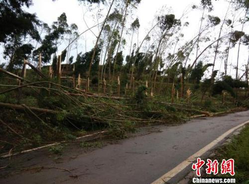 　廣安市武勝縣三溪、飛龍等鄉(xiāng)鎮(zhèn)境內(nèi)遭受狂風(fēng)雷電冰雹災(zāi)害大樹被吹斷。（王爵攝）