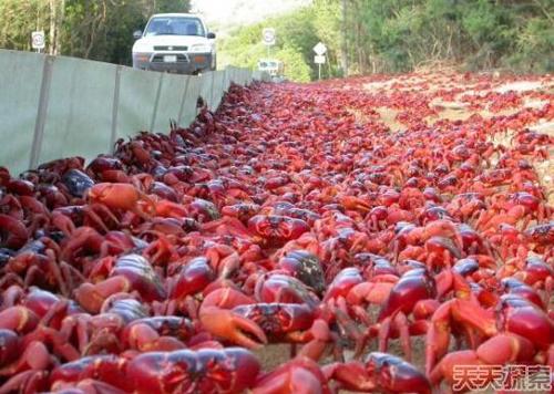2012年，德國媒體報道稱，德國由于大閘蟹入侵已損失超過8000萬歐元，而這外來物種在中國和東南亞則是標價昂貴的美食—大閘蟹。
