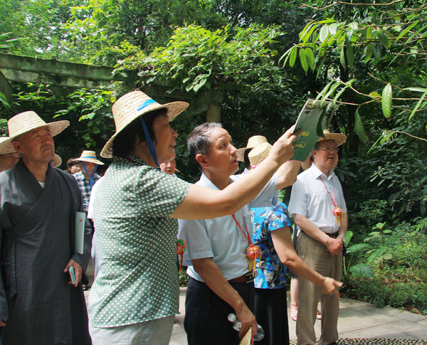 在廣西藥用植物園，考察組成員見到了被稱為“植物界大熊貓”的金花茶