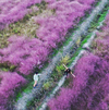 上海郊區(qū)“粉紅田野”美哭網友