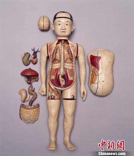 圖為西醫(yī)解剖學(xué)傳入中國(guó)后，清宮收藏的人體解剖模型。
