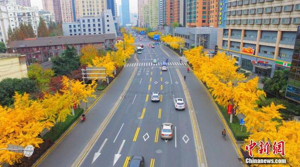 12月5日，上海，上海虹口區(qū)現(xiàn)最長(zhǎng)“金光大道”。四平路上從海倫路到五角場(chǎng)廣場(chǎng)一段栽滿(mǎn)了高大的銀杏樹(shù)，全長(zhǎng)超過(guò)5公里，秋末冬初，樹(shù)葉逐漸變成金黃色，形成一條巨長(zhǎng)的“金光大道”。 圖片來(lái)源：視覺(jué)中國(guó)