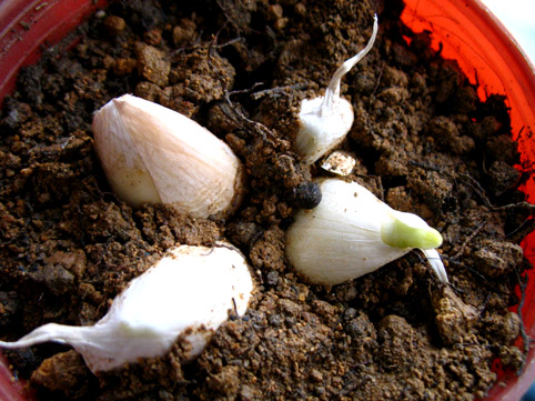 家家都能種的4種抗病植物？