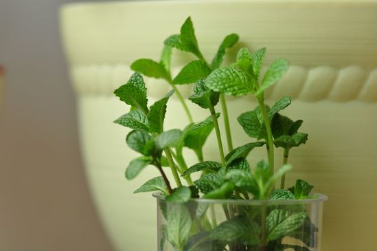 家家都能種的4種抗病植物？