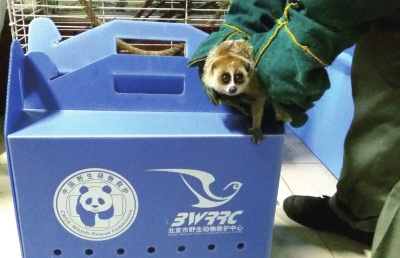 懶猴目前在救護中心接受飼養(yǎng)。北京市野生動物救護中心供圖