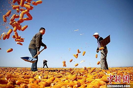 資料圖。農(nóng)民揮動鐵锨晾曬玉米，使得滿地盡帶“黃金甲”，成為一道靚麗的風(fēng)景線。趙琳 攝