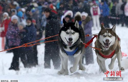 當(dāng)?shù)貢r間2月22日，俄羅斯符拉迪沃斯托克舉辦狗狗拉雪橇比賽，呆萌哈士奇展現(xiàn)實力。