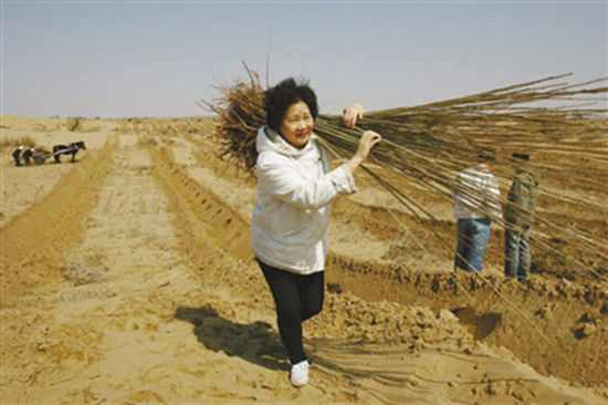 由于車子無法進(jìn)入沙漠，樹苗必須肩扛，年逾花甲的易解放每次都會(huì)帶頭參與。