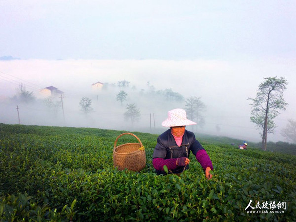 茶園里，茶農(nóng)正在采茶 呂躍兵 攝