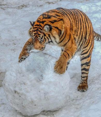 英國動(dòng)物園老虎玩大雪球畫面被拍。