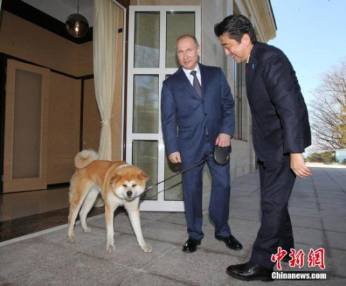 安倍看望日本送給普京的寵物狗“夢”。