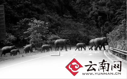 近些年來，人象沖突時(shí)有發(fā)生