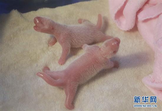 6月23日在成都大熊貓繁育研究基地拍攝的大熊貓龍鳳胎寶寶。當(dāng)日，成都大熊貓繁育研究基地的雌性大熊貓“星雅”順利誕下一對(duì)大熊貓龍鳳胎，大仔性別雄性、初生體重170克；小仔性別雌性、初生體重161克。目前，母子各項(xiàng)體征指標(biāo)正常，它們是2016年全球誕生的首對(duì)大熊貓龍鳳胎寶寶。