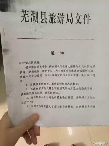 安徽一農莊被淹 養(yǎng)殖鱷魚趁大水逃逸