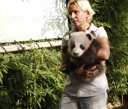 9月15日，在比利時(shí)布呂熱萊特的天堂動(dòng)物園，工作人員抱著大熊貓寶寶“天寶”出席取名儀式。