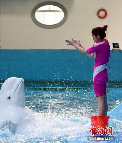 剛轉行時，李倩“什么都不會”，她一點一點跟其他男馴獸師學習，看他們如何訓練。 蔡紅文 攝