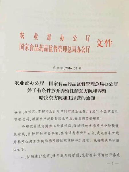 你敢吃嗎？首批養(yǎng)殖河豚預(yù)計(jì)11月底擁有市場(chǎng)流通資質(zhì)
