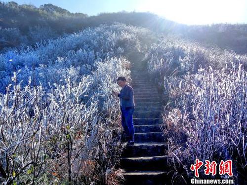 新一輪降溫致廣東金子山再現(xiàn)冰雪美景?！∵B清 攝