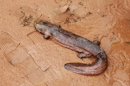 娃娃魚。<a target='_blank' href='http://www.chinanews.com/' _fcksavedurl='http://www.chinanews.com/'></p></table>中新社</a><p>　　發(fā) 仲雁銘 攝
