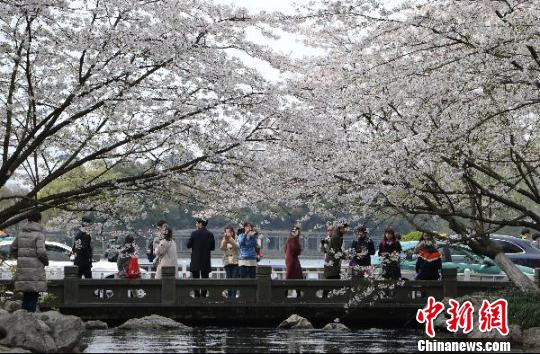 圖為杭州西湖的太子灣公園?！⊥鮿?攝