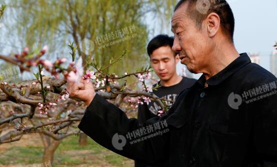 p30-1-胡偉和父親在自家地里，他們近年來專門種植桃子。他們身后是一處商業(yè)樓盤。