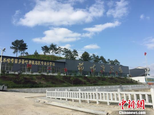 長巖村于2014年成立的貴州惠水咕嚕苗鄉(xiāng)茶葉種植農(nóng)民專業(yè)合作社?！Ⅸi 攝