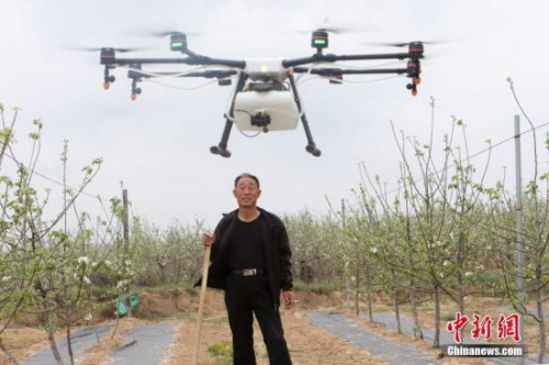 一架白色無人機(jī)在果園上空盤旋。張?jiān)?攝