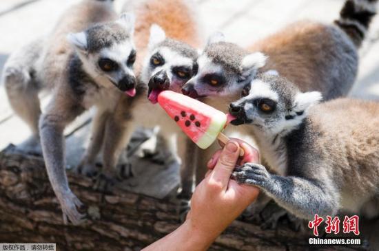 近日，匈牙利珍珠市，當(dāng)?shù)貧鉁仫j升，珍珠市動物園的小動物們吃冰戲水消暑。
