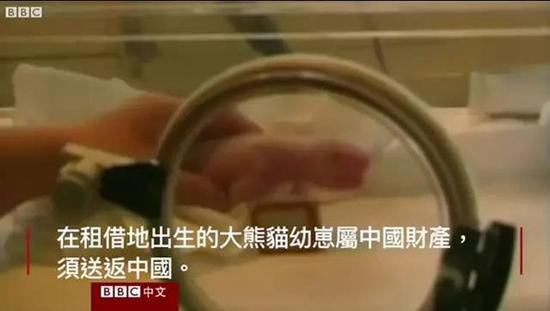 外媒:熊貓是中國(guó)的賺錢工具、外交手段和置換籌碼