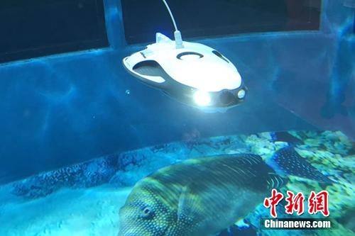 水中機器人。<a target='_blank' href='http://www.chinanews.com/' >中新網(wǎng)</a> 吳濤 攝