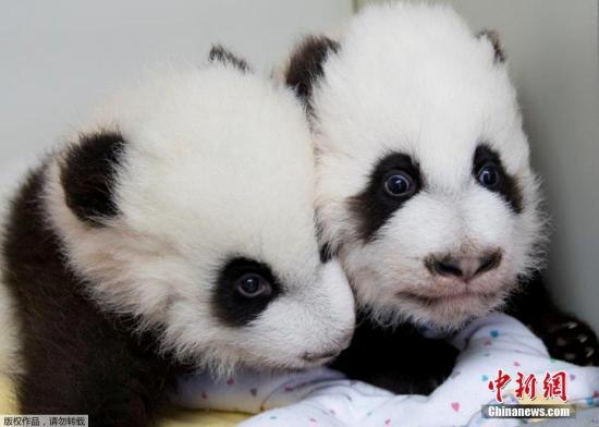 12月12日，美國亞特蘭大動物園為一對雌性大熊貓雙胞胎寶寶舉行百天命名儀式，給姐妹倆分別起名“雅倫”和“喜倫”。這對名字是2.3萬名熊貓“粉絲”從七對候選名字中投票選出的，其中有約一半人選擇了這對具有中國特色又表達(dá)美好寓意的名字。圖為“雅倫”和“喜倫”。