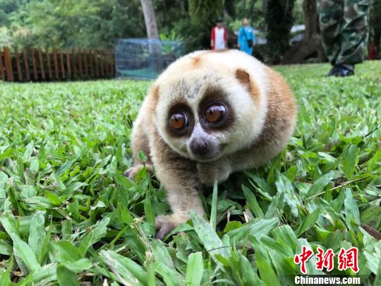 西雙版納“國(guó)寶”蜂猴偷食芭蕉好心居民救助