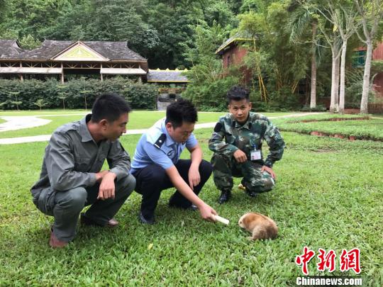 圖為蜂猴被救助?！〕Ｗ诓?攝