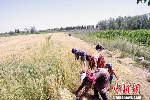 資料圖：農(nóng)民正在搶收夏糧。<a target='_blank' href='http://www.chinanews.com/'>中新社</a>記者 王小軍 攝